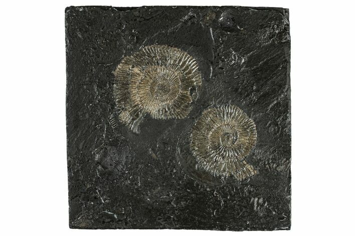 Fossil Ammonite (Dactylioceras) Cluster - Posidonia Shale, Germany #304975